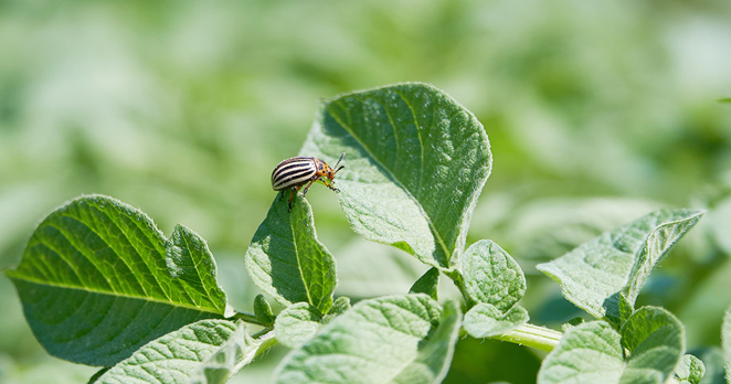 مبيدات حشرية